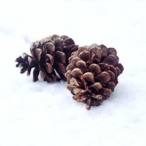 Online Winter Cleanse